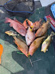 ブリ不在でタイラバへ！良型トラフグ＆根魚でお土産確保