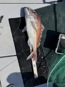 85.5cmの超特大真鯛降臨！玄界灘タイラバで大鯛ラッシュ【乗っ込み開幕】