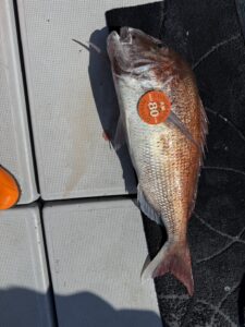 85.5cmの超特大真鯛降臨！玄界灘タイラバで大鯛ラッシュ【乗っ込み開幕】