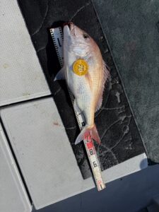 85.5cmの超特大真鯛降臨！玄界灘タイラバで大鯛ラッシュ【乗っ込み開幕】