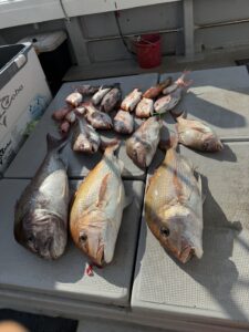 85.5cmの超特大真鯛降臨！玄界灘タイラバで大鯛ラッシュ【乗っ込み開幕】