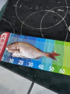 後半の潮変わりで良型マダイ連発のタイラバ