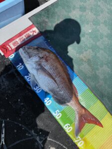 82cmの巨鯛降臨！玄界灘タイラバで「乗っ込み」の気配【大鯛ラッシュ】