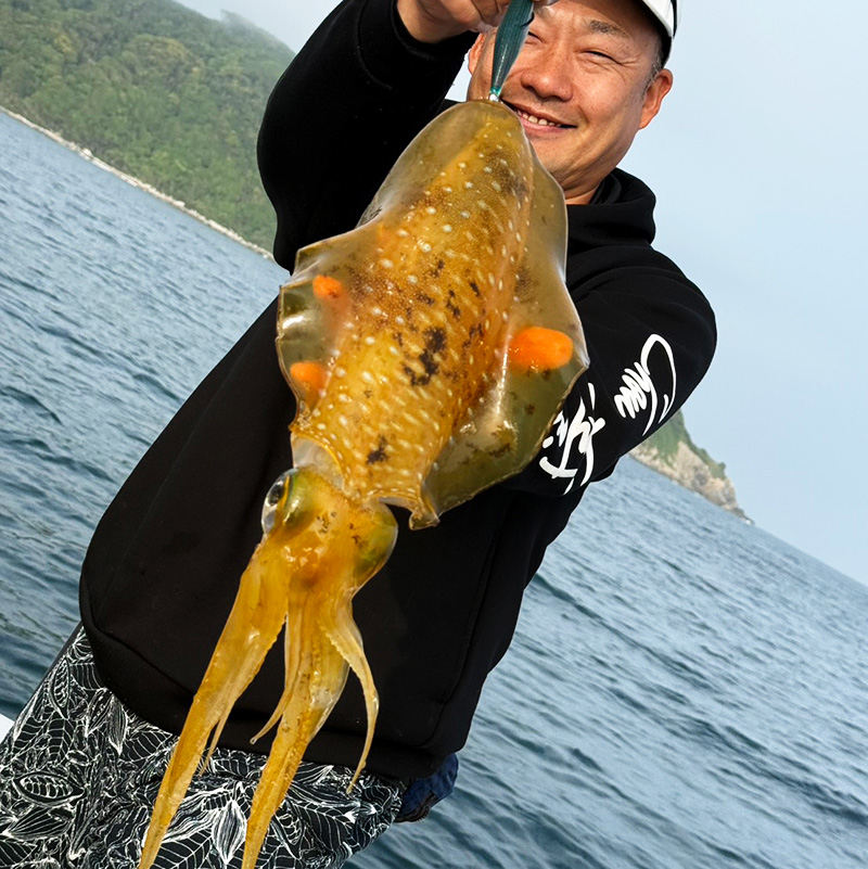 福岡・糸島湾内ボートエギングで2.4kgの巨大アオリイカ!
