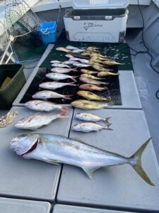 タイラバのカラー選択が釣果を左右するキロオーバーの真鯛に、高級根魚と特大サイズのヒラマサ