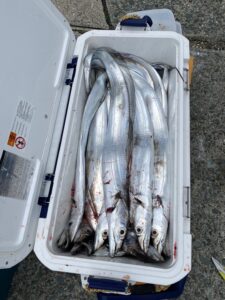 寒さも吹き飛ぶ、良型連発の博多湾タチウオ釣り