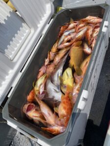 根魚好釣！タイラバ釣りで真鯛とアコウ