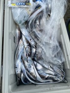 博多湾太刀魚釣り！F4.5サイズで30本超え