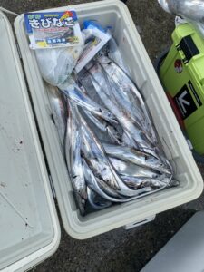 博多湾太刀魚釣り！F4.5サイズで30本超え