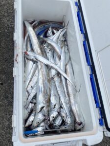 夏の博多湾で太刀魚釣り！F4サイズを頭に数釣りを楽しむ