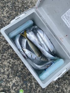 夏の博多湾で太刀魚釣り！F4サイズを頭に数釣りを楽しむ