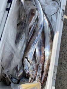 博多湾タチウオ釣り！F5サイズも続出で30本超え