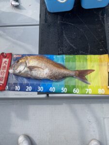 秋のひとつテンヤで76cm超えの大鯛ヒット！