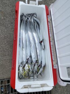 博多湾内で太刀魚釣り！冬の良型が連続ヒット