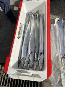 博多湾内で太刀魚釣り！冬の良型が連続ヒット