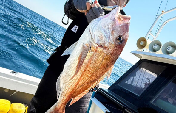 真鯛釣り大会で、72cm頭に良型連発！巨大ブリも登場！