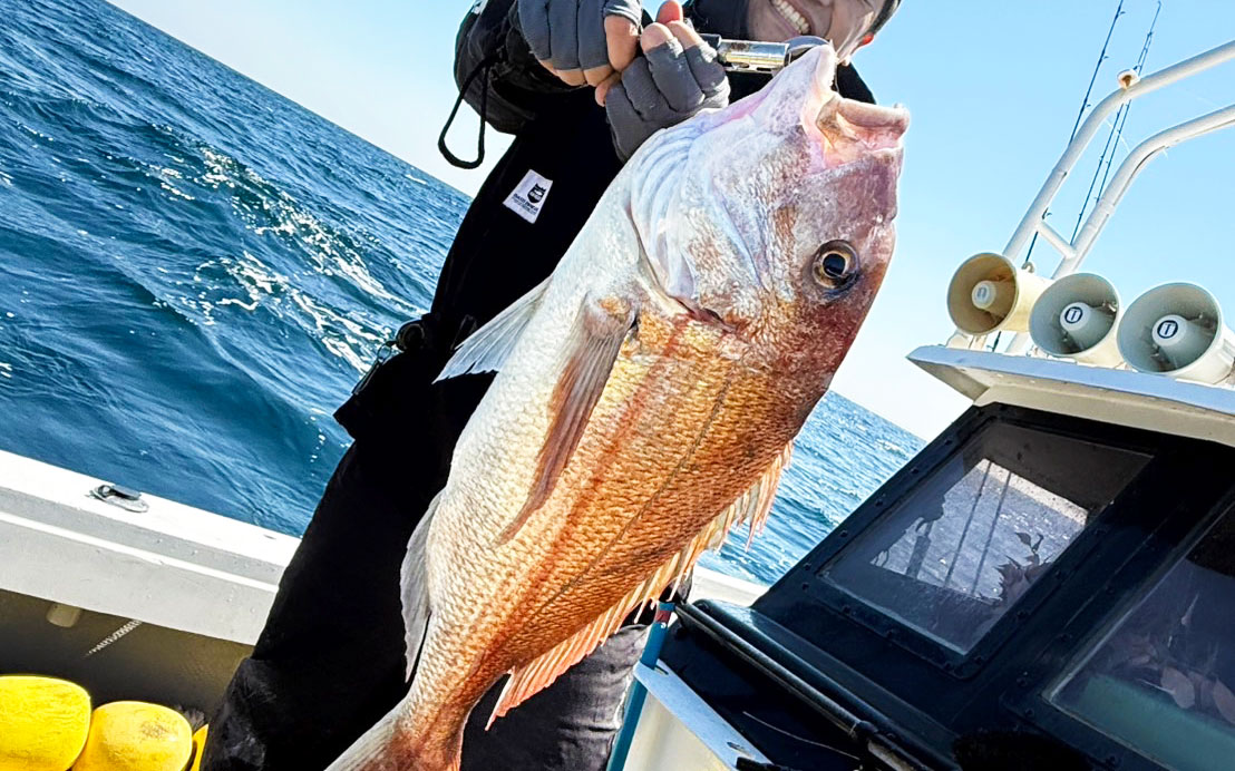 真鯛釣り大会で、72cm頭に良型連発!巨大ブリも登場!