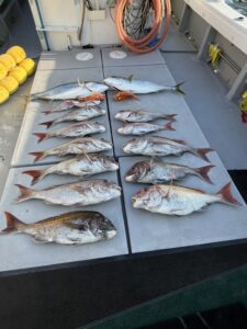 真鯛釣り大会で、72cm頭に良型連発！巨大ブリも登場！