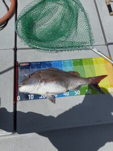 潮変わりに真鯛連発で良型ぞろい（プライベート釣行）