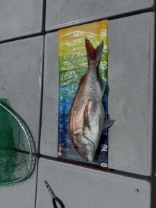 潮変わりに真鯛連発で良型ぞろい（プライベート釣行）
