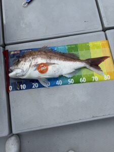 GWの近海タイラバで、鵃レコード更新の真鯛86cm！