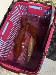 型は良型揃いも数は渋め、潮止まり前にラッシュあり｜夜焚きイカ釣り