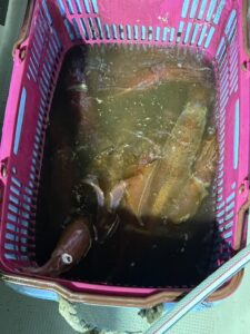 良型多め！ダブルヒット連発の夜焚きイカ釣り