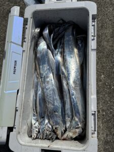 朝からドラゴン連発！タチウオ好調続く｜博多湾タチウオ釣り