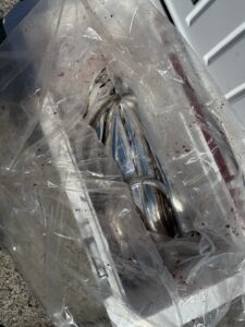 朝からドラゴン連発！タチウオ好調続く｜博多湾タチウオ釣り