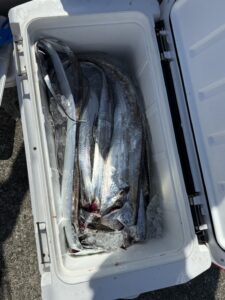 餌の工夫で差が出る！博多湾タチウオ釣りでドラゴン級ヒット！