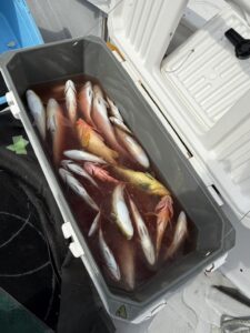 コツを掴んで真鯛ヒット！ゲスト多彩な「ひとつテンヤ」釣行