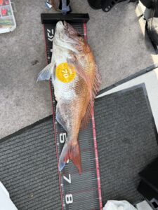 潮が効けば大鯛ラッシュ！玄界灘タイラバで72cm＆70cm