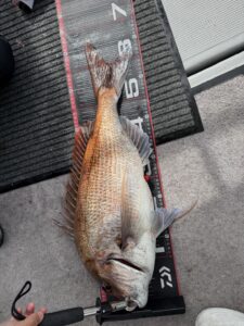73cmの大鯛！潮が効き出し良型マダイ連発のタイラバ【乗っ込み継続中】