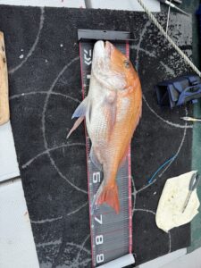 73cmの大鯛！潮が効き出し良型マダイ連発のタイラバ【乗っ込み継続中】