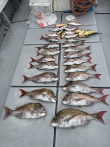 最大70cmの真鯛が浮上！数釣り達成【乗っ込み継続中】