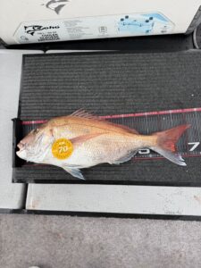 SLJで73cmの巨大真鯛！大移動からの真鯛連発！