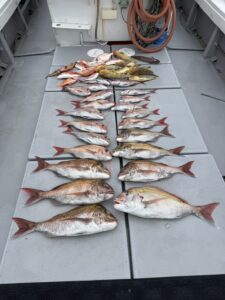 SLJで73cmの巨大真鯛！大移動からの真鯛連発！