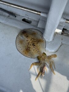 福岡・糸島周辺の湾内エギングで、アオリイカ好釣!