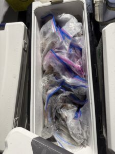 タナとパターンの見極めで良型連発!トップ70杯超えの夜焚きイカ釣り
