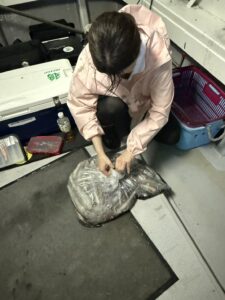今期初の3桁達成!パラソルサイズ爆乗りの夜焚きイカ釣り