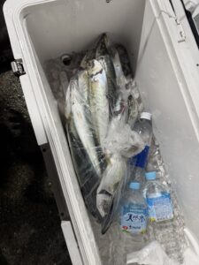 今期初の3桁達成!パラソルサイズ爆乗りの夜焚きイカ釣り