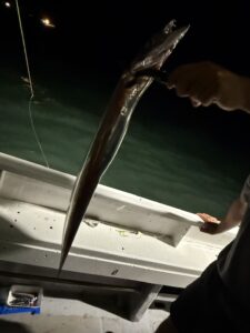 前日の渋さを吹き飛ばすアタリ連発！パターンを掴んで良型連発の博多湾タチウオ