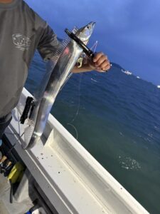 前日の渋さを吹き飛ばすアタリ連発！パターンを掴んで良型連発の博多湾タチウオ