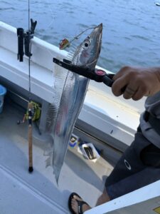 前日の渋さを吹き飛ばすアタリ連発！パターンを掴んで良型連発の博多湾タチウオ