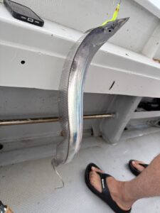 潮変わりから移動を重ねて拾い釣り！初挑戦でF6サイズ出現の博多湾タチウオ