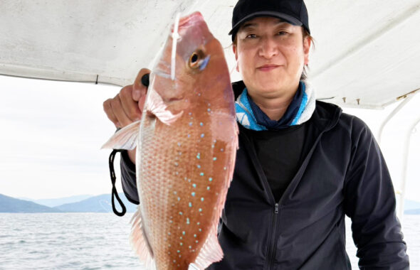食べ頃サイズの真鯛連発に2kgの良型も！大型マゴチも混じり数釣り
