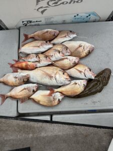食べ頃サイズの真鯛連発に2kgの良型も！大型マゴチも混じり数釣り